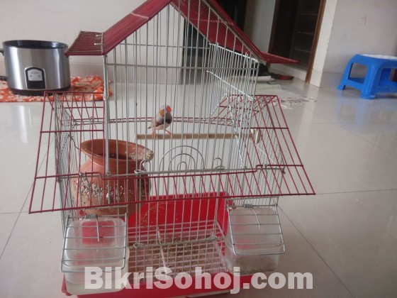 Finch bird with cage